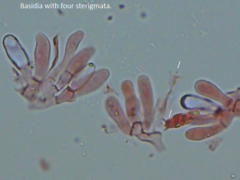 Rhopalogaster transversarius