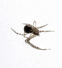 Mimetus puritanus