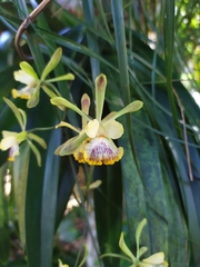 Encyclia alata