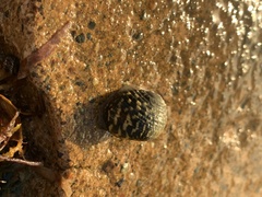 Nerita tessellata