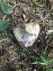 Hypomyces lateritius