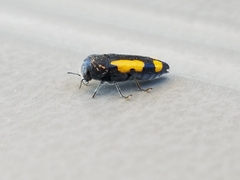 Ptosima gibbicollis