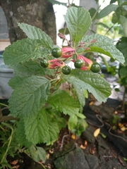 Clerodendrum calamitosum