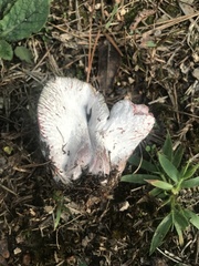 Hypomyces lateritius