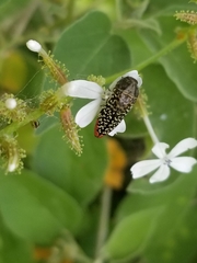 Acmaeodera haemorrhoa