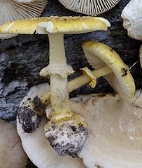 Amanita levistriata