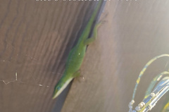Anolis carolinensis