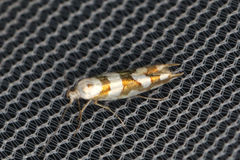 Argyresthia calliphanes