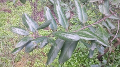 Rhamneae