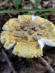 Amanita levistriata