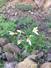 Leucocoryne alliacea