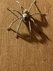 Hogna coloradensis