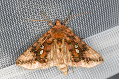Autographa bimaculata
