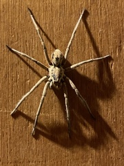 Hogna coloradensis