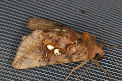 Autographa bimaculata