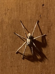 Hogna coloradensis