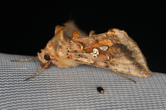 Autographa bimaculata