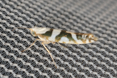 Argyresthia calliphanes