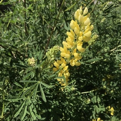Lupinus arboreus