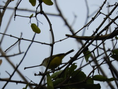 Eremomela pusilla
