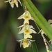 New Zealand Bamboo Orchid - Photo (c) Pat Enright, some rights reserved (CC BY-NC), uploaded by Pat Enright