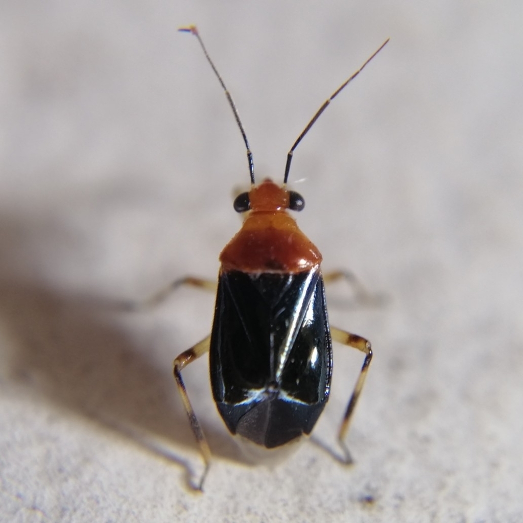 Eurycipitia