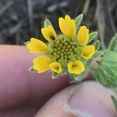 Layia hieracioides