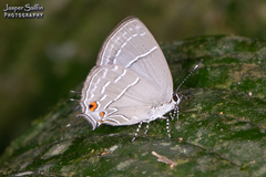 Hypostrymon renidens