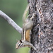 Grey-collared Chipmunk - Photo no rights reserved