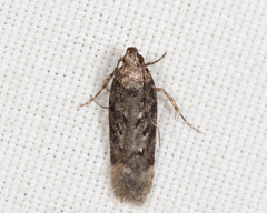 Chionodes thoraceochrella
