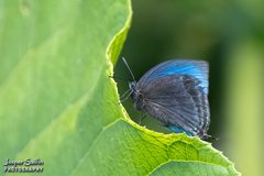 Lucilda margaritacea