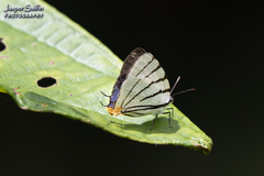 Arawacus leucogyna
