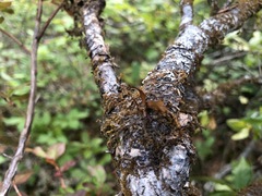 Tuckermanopsis subalpina