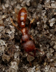 Amblyopone ferruginea