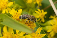 Colletes speculiferus