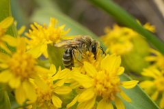 Colletes speculiferus
