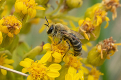 Colletes speculiferus