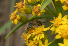 Colletes speculiferus