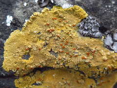 Caloplaca eugyra