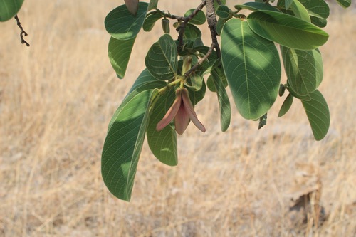 Wild cherimoya of Jalisco (Annona longiflora)