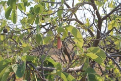 Annona longiflora