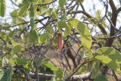 Annona longiflora