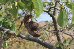 Annona longiflora