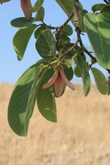 Annona longiflora