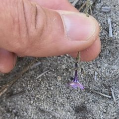 Gilia tenuiflora