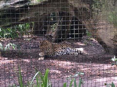 Panthera pardus orientalis