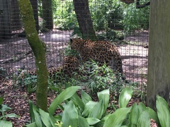 Panthera pardus orientalis