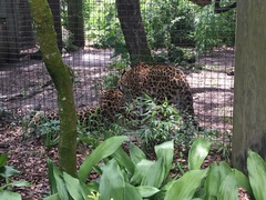 Panthera pardus orientalis