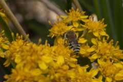 Colletes speculiferus