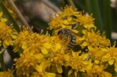Colletes speculiferus
